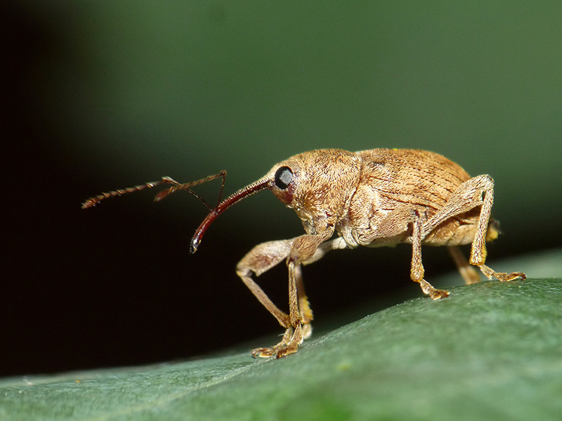 Curculionidae: Curculio elephas (cfr.), maschio